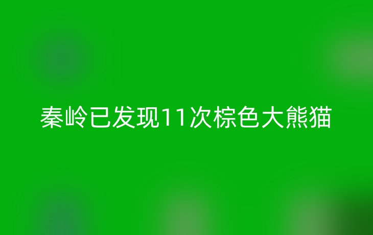 秦岭已发现11次棕色大熊猫