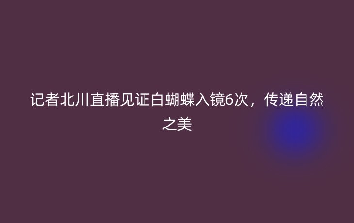 记者北川直播见证白蝴蝶入镜6次，传递自然之美