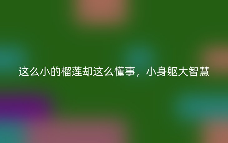 这么小的榴莲却这么懂事，小身躯大智慧