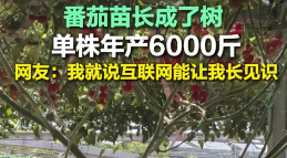 山东一株番茄苗长成树，年产6000斤引关注