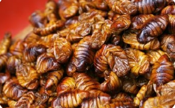 蚕蛹吃多了会有什么副作用？健康饮食的注意事项与建议