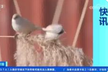 三门峡黄河湿地首次发现文须雀：生物多样性保护的"中国方案"