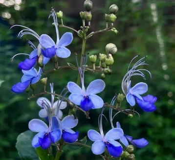 蓝蝴蝶花泡水喝一次几朵好？养生茶饮的“科学剂量”指南