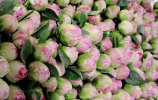 国内芍药鲜切花专机航线开通 菏泽鲜花“飞”向全国