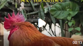 博主创意无限：给公鸡穿上芒果做的新鞋