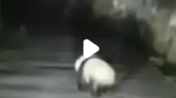 男子遇夜跑大熊猫一开始以为是猪