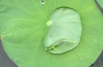 网友拍到鱼游荷上露，自然奇景引热议