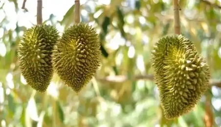 “热带水果自由”要来了，甜蜜风暴即将席卷